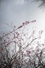 Fototapeta na wymiar blossom tree day