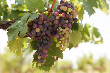 Unripe grapes. A multi-colored bunch of grapes on the vine under the bright rays of the morning sun. Close-up. Selective focus