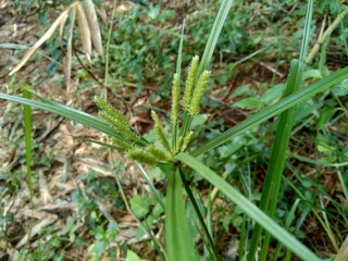 Cyperus rotundus (coco-grass, Java grass, nut grass, purple nut sedge, purple nutsedge, red nut sedge, Khmer kravanh chruk) with natural background. us rotundus is a perennial plant.
