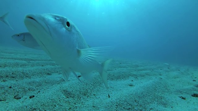 Curious fish looking into the camera lens. Selfies for fish (Selfiefish). Strong-spined Silver-biddy (Gerres longirostris). Red sea, Egypt