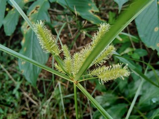 Cyperus rotundus (coco-grass, Java grass, nut grass, purple nut sedge, purple nutsedge, red nut sedge, Khmer kravanh chruk) with natural background. us rotundus is a perennial plant.