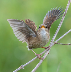 the various birds brighten spring!