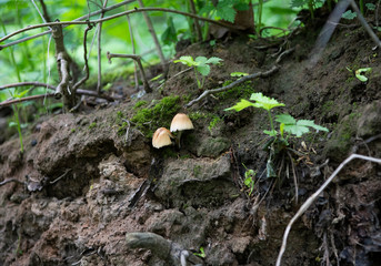 first spring mushrooms on trees in the forest