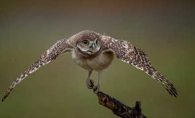 A burrowing owl in the rain in Florida 