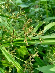 Cyperus rotundus (coco-grass, Java grass, nut grass, purple nut sedge, purple nutsedge, red nut sedge, Khmer kravanh chruk) with natural background. us rotundus is a perennial plant.