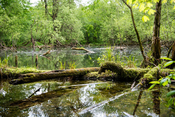 Fototapeta premium forest green swamp with fallen and moss-covered trees