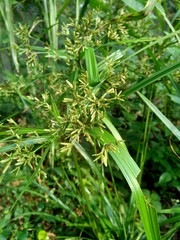 Cyperus rotundus (coco-grass, Java grass, nut grass, purple nut sedge, purple nutsedge, red nut sedge, Khmer kravanh chruk) with natural background. us rotundus is a perennial plant.