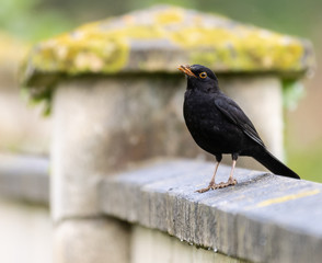 the various birds brighten spring!
