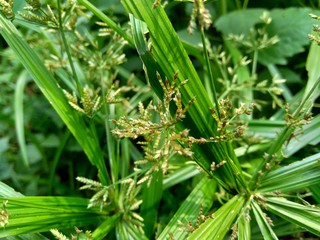 Cyperus rotundus (coco-grass, Java grass, nut grass, purple nut sedge, purple nutsedge, red nut sedge, Khmer kravanh chruk) with natural background. us rotundus is a perennial plant.