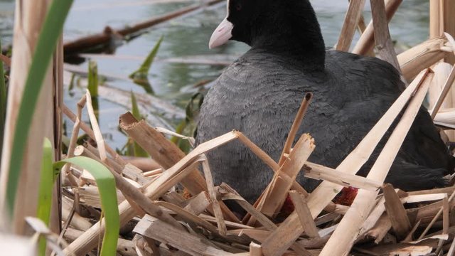 black water chicken on a nest with chicks 2020 coot