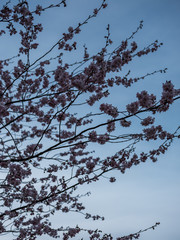cherry tree blossom