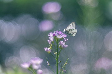 Butterfly on a flower vintage lens rendering
