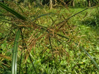 Fototapeta premium Cyperus rotundus (coco-grass, Java grass, nut grass, purple nut sedge, purple nutsedge, red nut sedge, Khmer kravanh chruk) with natural background. us rotundus is a perennial plant.