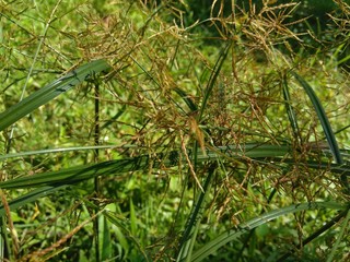 Cyperus rotundus (coco-grass, Java grass, nut grass, purple nut sedge, purple nutsedge, red nut sedge, Khmer kravanh chruk) with natural background. us rotundus is a perennial plant.