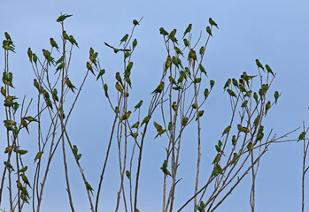 flock of birds on tree branches