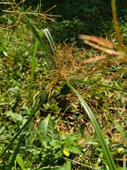 Cyperus rotundus (coco-grass, Java grass, nut grass, purple nut sedge, purple nutsedge, red nut sedge, Khmer kravanh chruk) with natural background. us rotundus is a perennial plant.