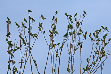 flock of birds on tree branches