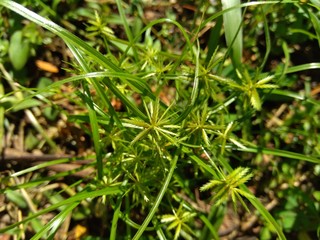 Cyperus rotundus (coco-grass, Java grass, nut grass, purple nut sedge, purple nutsedge, red nut sedge, Khmer kravanh chruk) with natural background. us rotundus is a perennial plant.