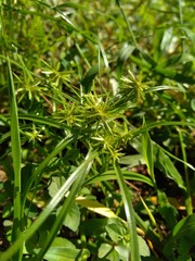 Cyperus rotundus (coco-grass, Java grass, nut grass, purple nut sedge, purple nutsedge, red nut sedge, Khmer kravanh chruk) with natural background. us rotundus is a perennial plant.