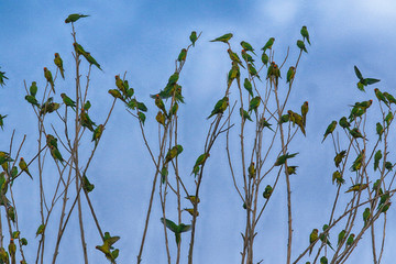 flock of birds on tree branches