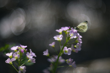 Butterfly on a flower vintage lens rendering
