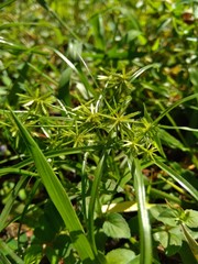 Cyperus rotundus (coco-grass, Java grass, nut grass, purple nut sedge, purple nutsedge, red nut sedge, Khmer kravanh chruk) with natural background. us rotundus is a perennial plant.
