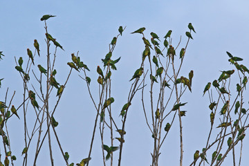 flock of birds on tree branches