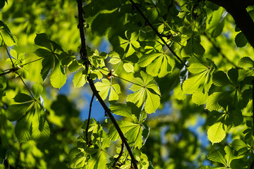 Green leaves in trees