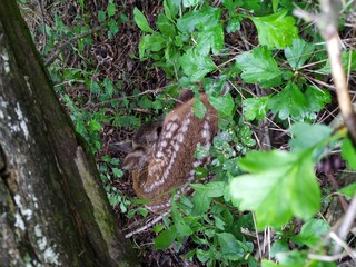 A small newborn baby deer  is lying in the grass near a tree