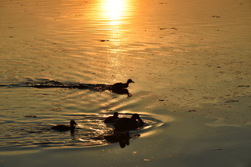 Entenk&uuml;cken laufen auf dem Wasser