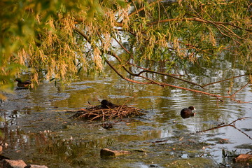 Blesshuhn im Nest am brüten