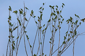 flock of birds on tree branches