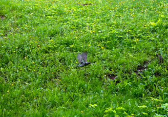 wild birds looking for food in the spring forest