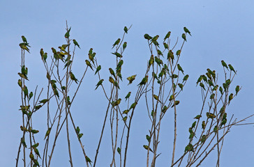 flock of birds on tree branches