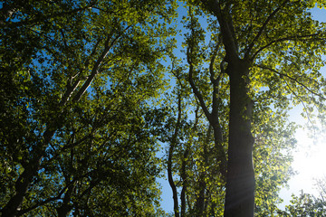 Green tall old Platanus tree forest park in Girona, Catalonia on spring season with green leaves on a sunny day