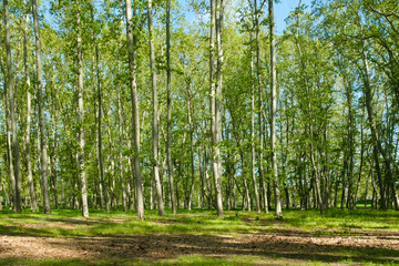 Green forest landscape in Devesa Girona, made with many Platanuts long old trees