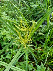 Cyperus rotundus (coco-grass, Java grass, nut grass, purple nut sedge, purple nutsedge, red nut sedge, Khmer kravanh chruk) with natural background. us rotundus is a perennial plant.