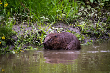 wild brown beaver stepped on a green meadow to enjoy fresh grass