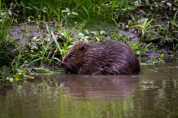 wild brown beaver stepped on a green meadow to enjoy fresh grass