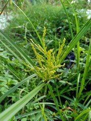 Cyperus rotundus (coco-grass, Java grass, nut grass, purple nut sedge, purple nutsedge, red nut sedge, Khmer kravanh chruk) with natural background. us rotundus is a perennial plant.
