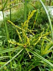 Cyperus rotundus (coco-grass, Java grass, nut grass, purple nut sedge, purple nutsedge, red nut sedge, Khmer kravanh chruk) with natural background. us rotundus is a perennial plant.