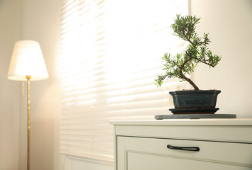 Japanese bonsai plant on cabinet indoors, space for text. Creating zen atmosphere at home