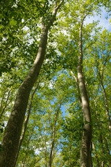 Fototapeta premium Green tall old Platanus tree forest park in Girona, Catalonia on spring season with green leaves on a sunny day