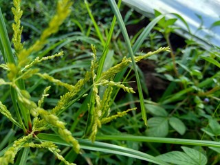 Cyperus rotundus (coco-grass, Java grass, nut grass, purple nut sedge, purple nutsedge, red nut sedge, Khmer kravanh chruk) with natural background. us rotundus is a perennial plant.