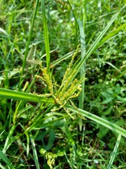 Cyperus rotundus (coco-grass, Java grass, nut grass, purple nut sedge, purple nutsedge, red nut sedge, Khmer kravanh chruk) with natural background. us rotundus is a perennial plant.