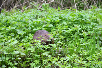 wild brown beaver stepped on a green meadow to enjoy fresh grass