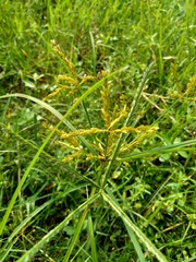 Cyperus rotundus (coco-grass, Java grass, nut grass, purple nut sedge, purple nutsedge, red nut sedge, Khmer kravanh chruk) with natural background. us rotundus is a perennial plant.