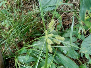 Cyperus rotundus (coco-grass, Java grass, nut grass, purple nut sedge, purple nutsedge, red nut sedge, Khmer kravanh chruk) with natural background. us rotundus is a perennial plant.
