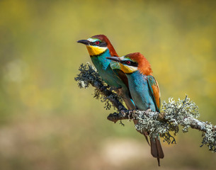 Pair of bee-eaters perched on a branch with spring background