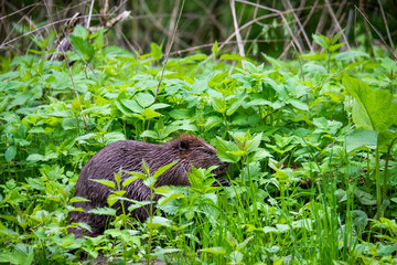 wild brown beaver stepped on a green meadow to enjoy fresh grass
